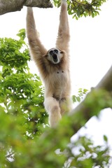 木にぶら下がり鳴くシロテテナガザル