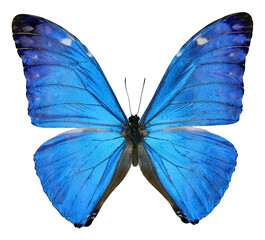 Stunning blue butterfly Morpho adonis displayed on a transparent background