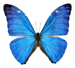 Stunning blue butterfly Morpho adonis displayed on a transparent background