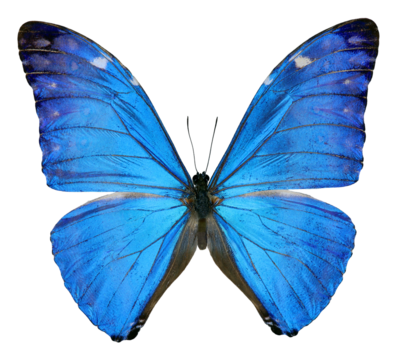 Stunning blue butterfly Morpho adonis displayed on a transparent background
