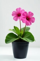 Pink primrose in black pot, white background Vibrant bloom , home, pink, primrose
