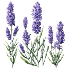 Naklejka premium Delicate lavender flowers and leaves isolated watercolor art illustration transparent background isolated png stock