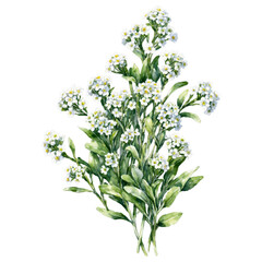 Exquisite alyssum flowers with soft green leaves watercolor art illustration transparent background isolated png stock