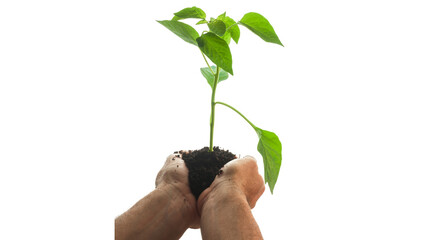 Plant in Hands. Ecology concept. Nature Background
