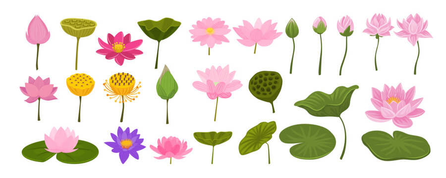 Set of Water Lily And pink lotus flower collection kit with water lily pad, bud opening and leaves, blossom, stems, botanical aquatic plant, isolated on white background, flat vector illustration.