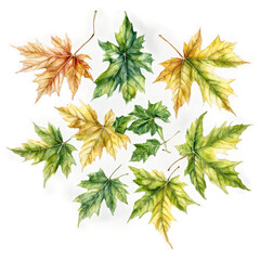 Ornamental sycamore leaves rendered beautifully watercolor art illustration transparent background isolated png stock