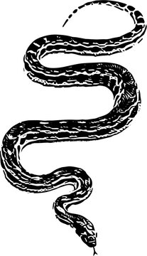 black and white snake