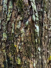A beautiful close up of a tree bark, showing bunch of depth textures and colors. Suitable background for nature or eco friendly themed program.