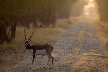 Blackbuck or Indian antilope, (Antilope cervicapra), male, stag, crossing the track in early morning light, Blackbuck National Park, Velavavdar, Gujarat, India.