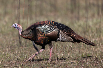 Wild Turkey