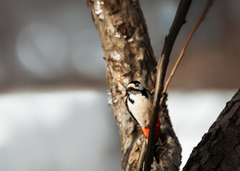 Great spotted woodpecker on tree - closeup