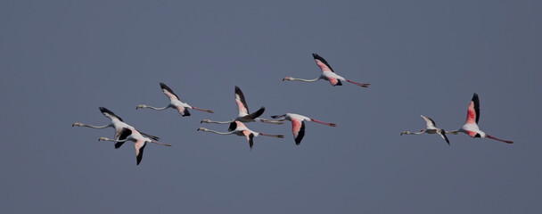 Greater Flamingos (Phoenicopterus roseus), a group in flight together, Blackbuck National Park at Velavadar, Gujarat, India.