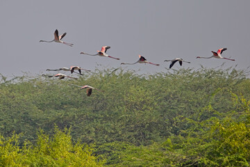 Greater Flamingos (Phoenicopterus roseus), a group in flight together, Blackbuck National Park at Velavadar, Gujarat, India.