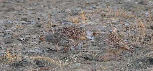 Grey Francolins (Ortygornis pondicerianus) a pair together, Blackbuck National Park at Velavadar, Gujarat, India.