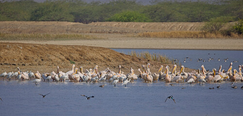Great White Pelicans (Pelecanus onocrotalus) and Eurasian Spoonbills (Platalea leucorodia) gathered at the Blackbuck National Park at Velavadar, Gujarat, India.
