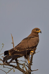 Indian Spotted Eagle (Clanga hastata) perched close in a small tree, Blackbuck National Park at Velavadar, Gujarat, India.