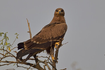 Indian Spotted Eagle (Clanga hastata) perched close in a small tree, Blackbuck National Park at Velavadar, Gujarat, India.