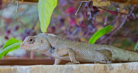 Oriental or Indian Garden Lizard (Calotes versicolor) on a wall, very close, Blackbuck National Park at Velavadar, Gujarat, India.