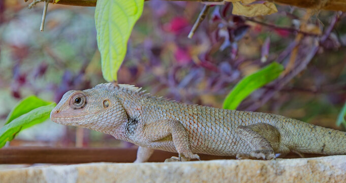 Oriental or Indian Garden Lizard (Calotes versicolor) on a wall, very close, Blackbuck National Park at Velavadar, Gujarat, India.