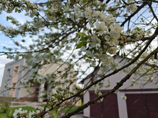 White cherry blossoms in detail.
