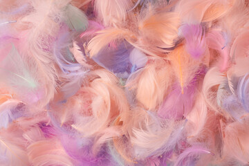 Colorful feather background, top view.