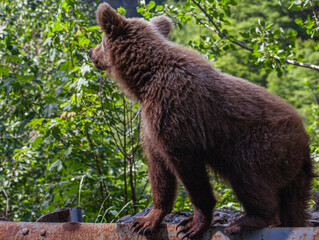 Obraz premium Wild bear in Romania