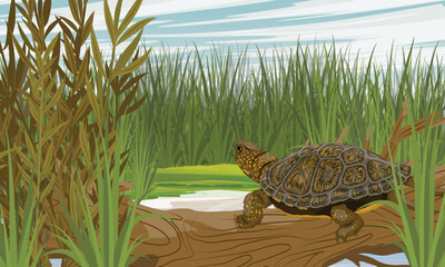 Marsh turtle sits on a log on the shore of a lake. Realistic vector landscape