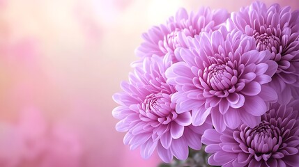 Pink Chrysanthemum Bouquet with Soft Focus.