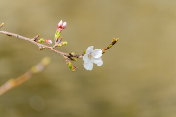 咲き始めの桜と蕾の枝