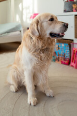 Adorable golden retriever dog at home. Closeup portrait of cute dog