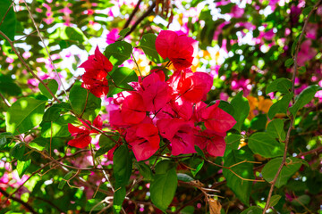 Obraz premium Majestic desert plants in the Cairo's park. Red beautiful dessert flowers 