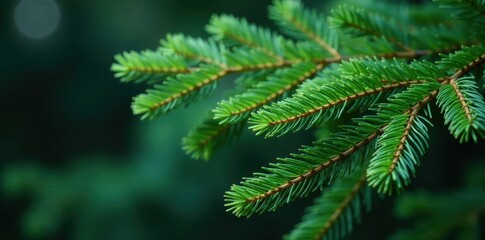 Fototapeta premium Dense coniferous branch arrangement with subtle leaf patterns, texture, foliage