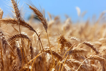 Obraz premium Golden mature wheat heads close-up bathed in warm sunlight with soft blue sky overhead in agricultural field
