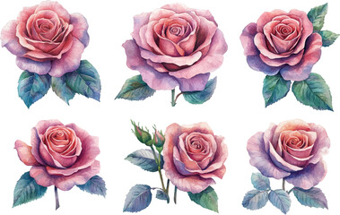 Fototapeta premium set of roses vector illustration