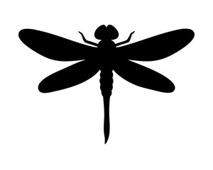 dragonfly on white background