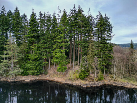 Pine Trees at the Water&rsquo;s Edge of Kielder Water &ndash; Northumberland, UK
