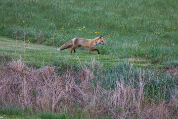 Fox hunting for food