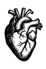 Vector illustration of a human heart with ventricles, atria, and major blood vessels in black and white. Represents anatomy, health, and life.
