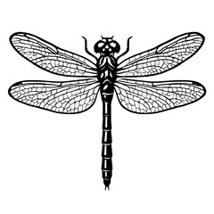 Vector illustration of a dragonfly with detailed wings and body in black and white. Represents nature, insects, and the beauty of wildlife.