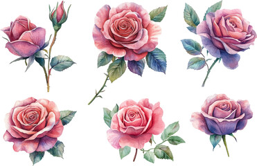 Fototapeta premium set of roses vector illustration