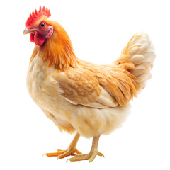 Fototapeta premium Chicken isolated on white background