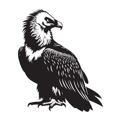 Bearded Vulture Silhouette - Black and White Bearded Vulture Illustration - Bearded Vulture Vector.