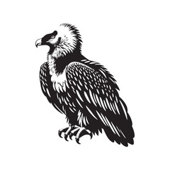 Bearded Vulture Silhouette - Black and White Bearded Vulture Illustration - Bearded Vulture Vector.