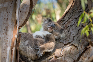 Koala Lounging © Alwin