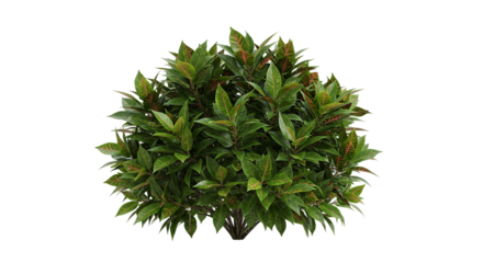 A close up shot of a dense green bush with red accents on a black isolated background in daylight