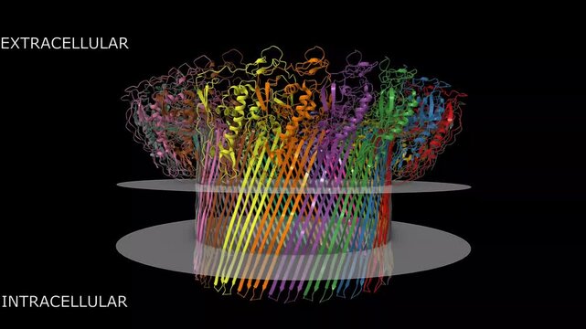 Complement component polyC9. Animated 3D cartoon and molecular surface models, pdb 6dlw, putative membrane shown, chain id color scheme, black background