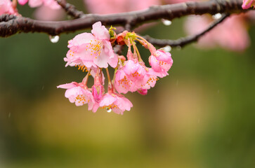 雨粒きらめく早咲きの桜