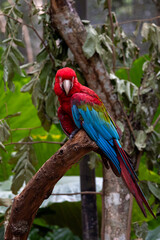 blue and red macaw