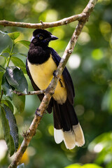 great tit on branch