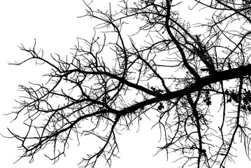 Vector illustration of natural old oak tree branch on white background